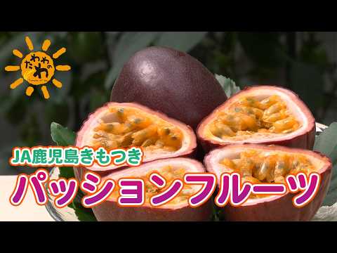 Tawawa no Wa] JA Kagoshima Kimotsuki Passion Fruit (Broadcast June
