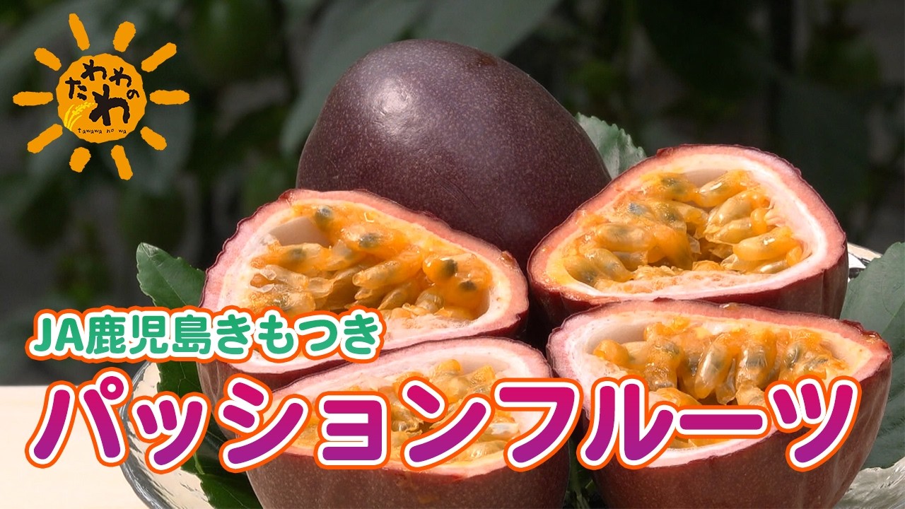 Tawawa no Wa] JA Kagoshima Kimotsuki Passion Fruit (Broadcast June