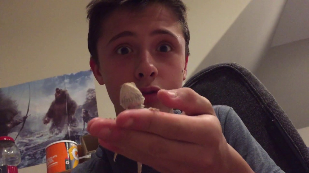 How to Breed Crickets For Reptiles YouTube