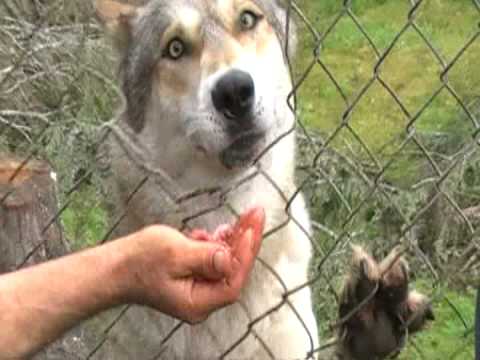 Wolves from the "Steve Kroschel Wildlife Center" i...