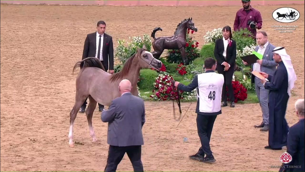 n-48-f-a-hamda-doha-international-arabian-horse-show-2023-yearling