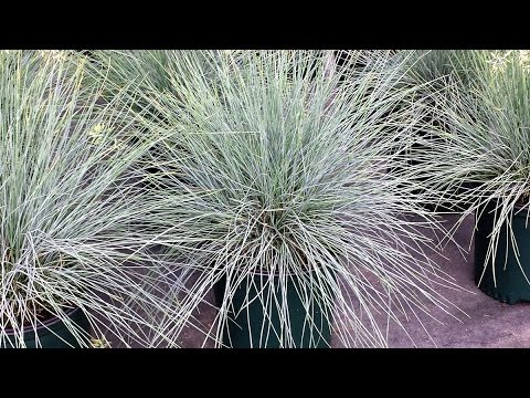 Video: Fescue Festuca - Nyom Txhim Nyom Cov Nyom - Feem Ntau