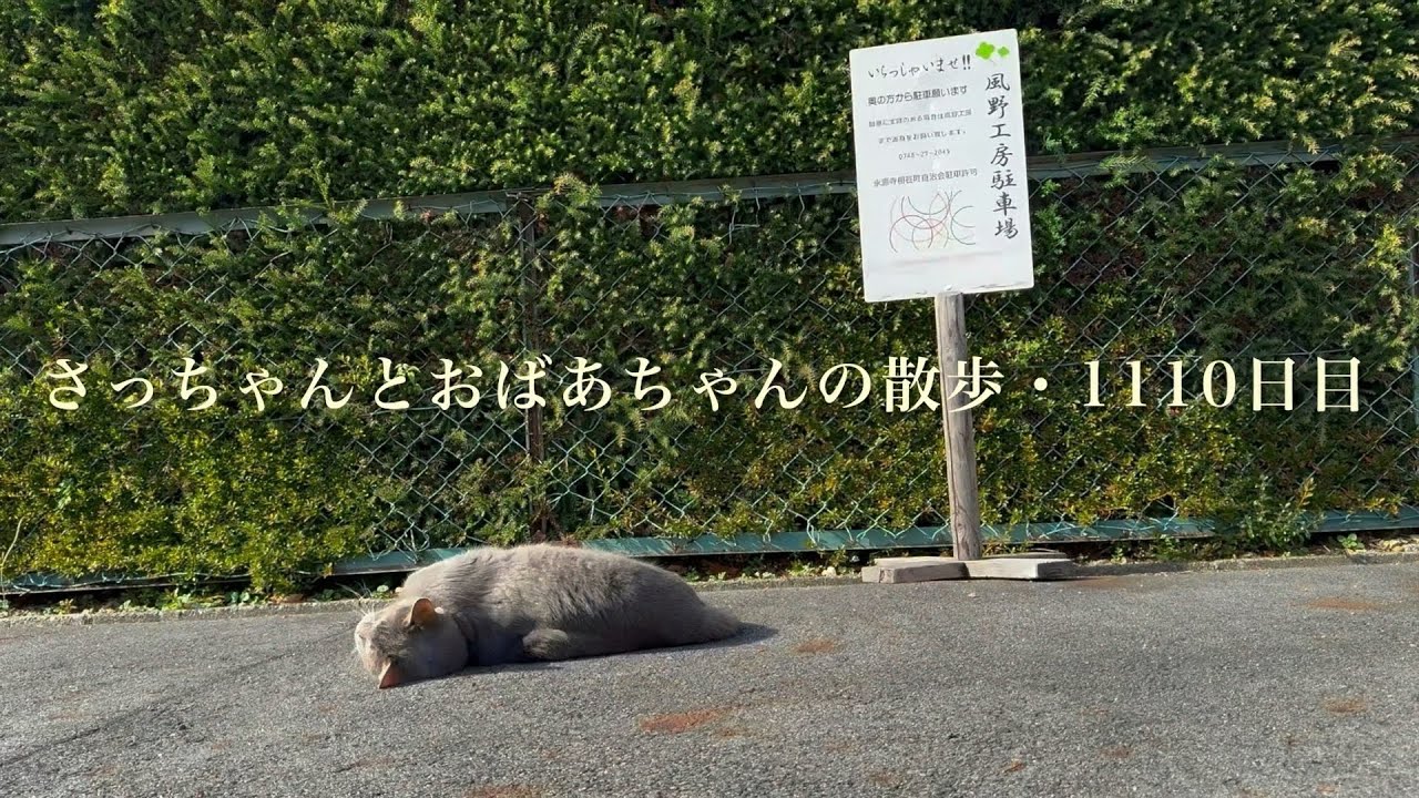 散歩好き　　　　　　　　 １１／下旬（20日〜30日） 2025.12.23(火)《一日の記録》いつもよりたくさん歩いて.. 満足した猫