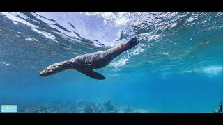 Swim with Playful Sealions► Isla Champion, Galapagos, Ecuador ►Underwater Street view in Google Maps
