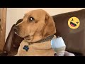 Try not to laugh dogs and cats   best funniest animals 2023