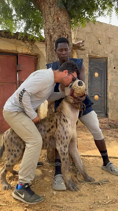 Kissing a Hyena in Kano, Nigeria 🇳🇬