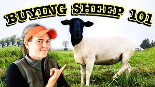 HOW TO SHOP FOR SHEEP | BEGINNERS GUIDE to Buying Sheep