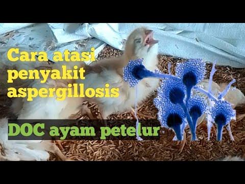 Waspadai! Penyakit Aspergillosis pada Unggas: Kenali Gejala dan Cara Penanganannya