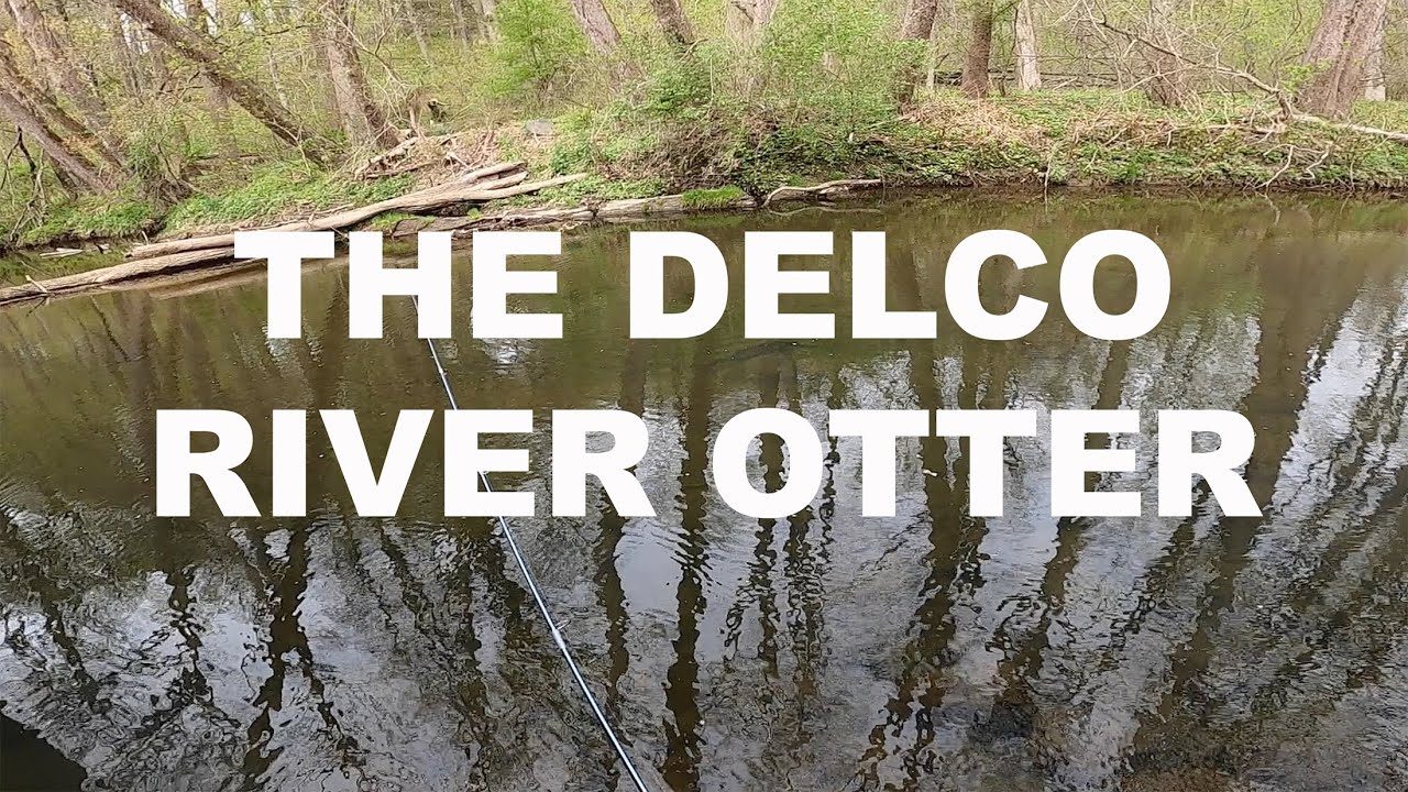 RARE SIGHTING Delco River Otter Catches a Brook Trout (Delaware County, Pennsylvania)