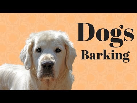 Video: Årsager Hunde bidder deres bund