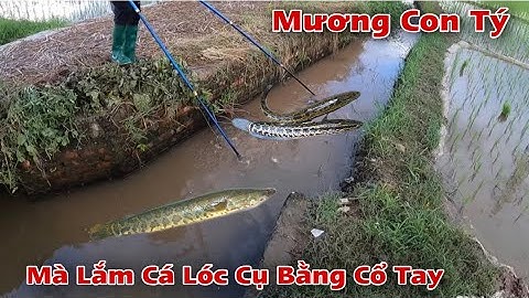 Kích Cá Dọc Kênh Mương Toàn Cá Lóc Cá Rô Đồng Mấy Cân Cá | Fish king vn