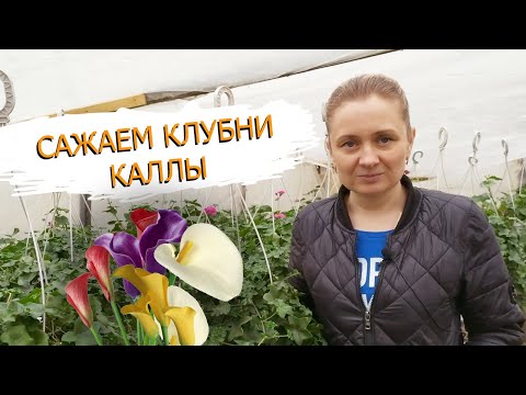 Сажаем клубни цветной каллы зантедеския! Как это делаем мы