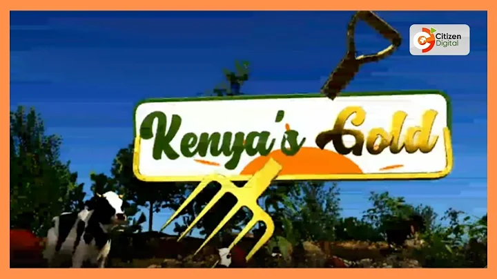 Kenya's Gold feature | Coffee production in Kenya