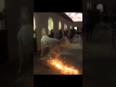 اشعال النار من حوافر الخيل 