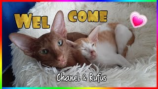 Welcome, babies💗 Oriental kittens Chanel & Rufus and their interactions #funnycats #orientalcat