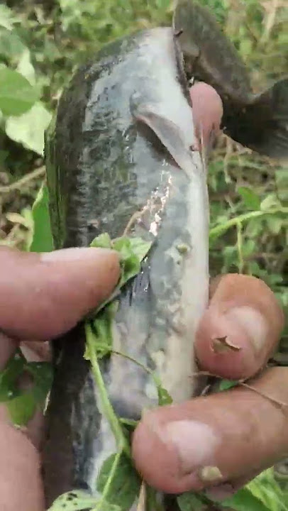 CARA IKAN BERLARI DI DARATAN !! #fishing