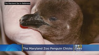 Maryland Zoo Welcome 5 Penguin Chicks