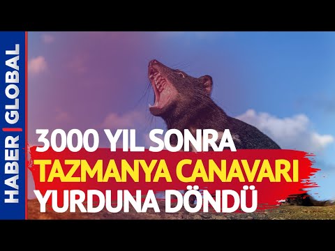 3000 Yıl Sonra Bir İlk! Tazmanya Canavarı Avustralya Anakarasında Doğdu