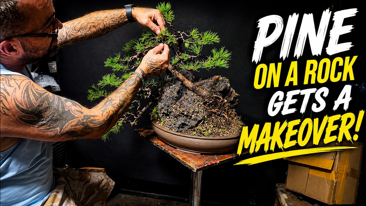 THIS PINE BONSAI WAS A MESS… LOOK AT IT NOW!
