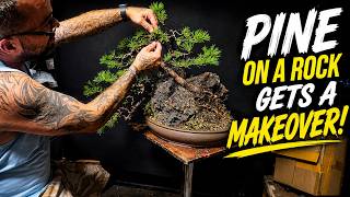 I Wasn t Expecting This Pine Bonsai to Look Like THIS