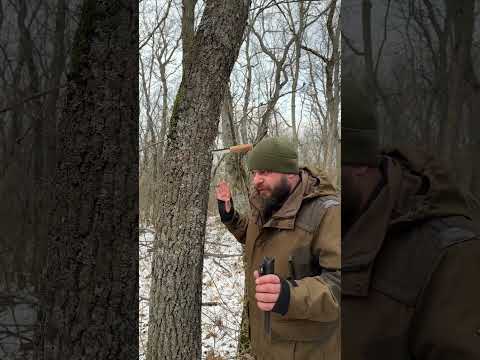 Видео: Как можно разговаривать с деревьями