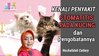 Kenali Penyakit Stomatitis pada kucing dan pengobatannya by Nova Nochafalah 143 views 8 months ago 9 minutes, 33 seconds