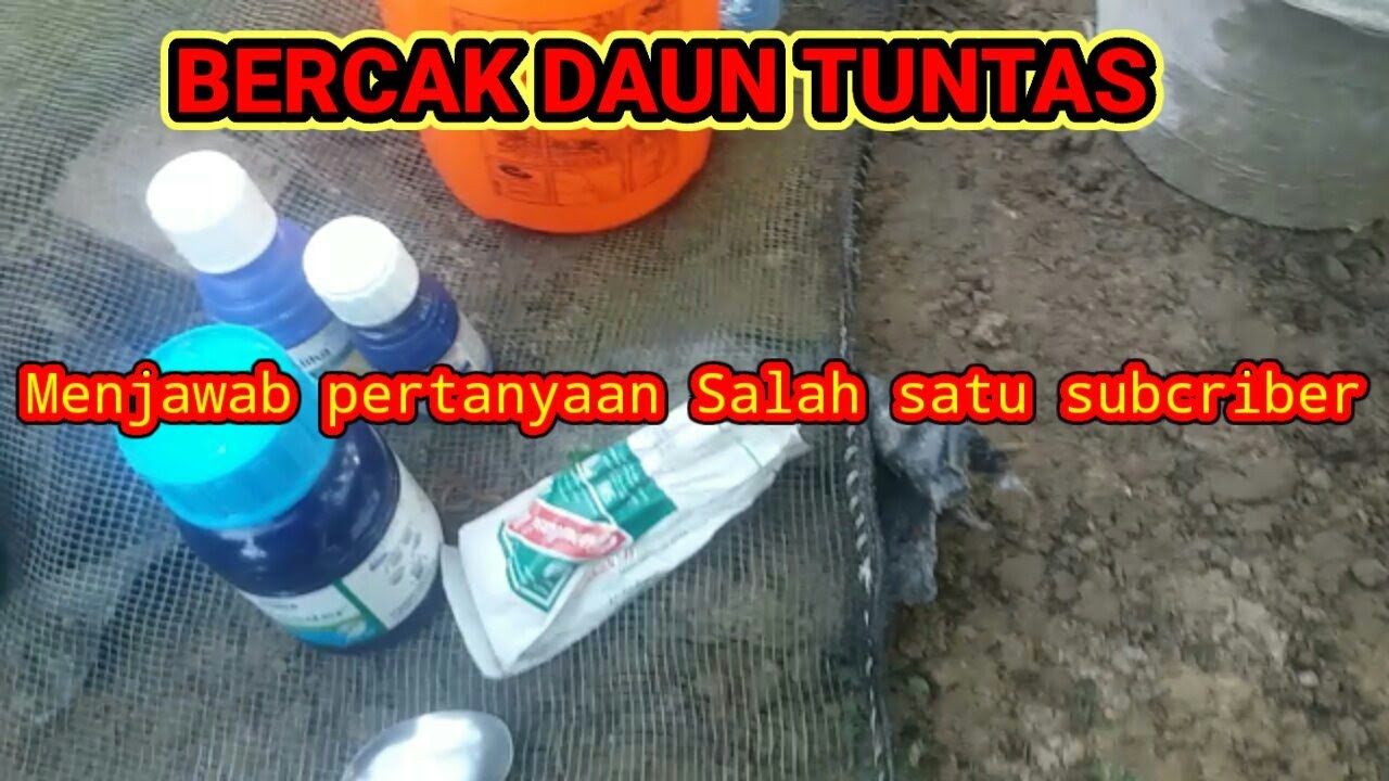 Perawatan Daun Bibit Sawit