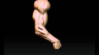 Zbrush arm animation (blendshape)