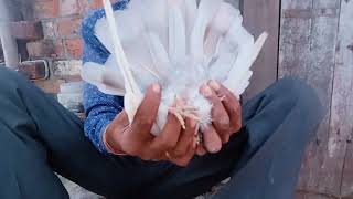 Dhenna Bali Kabootri Ha