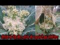 #viralvideo #Phoolkobhi Beej Vlog #Bihar Vlog #फूलकोभी बीज ब्लॉग #Cold Vlog #Villge Vlog #2023vlog