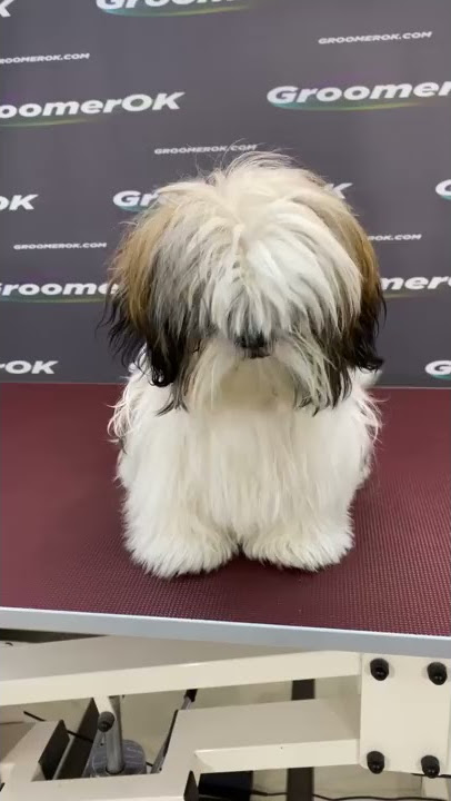 Dog Styling | Scissoring Shih Tzu Puppy