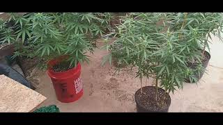 Growing with beginners indoor/outdoor grow week update