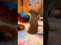 Have you ever imagined prairie dogs living inside a fairytale storybook? 📖🐿️✨
