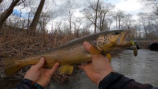 Awesome gold belly trout in a town culvert