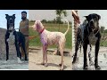 Top Class pakistani bully Dogs Farming  4 best Bully Dogs 2 Female 3 Bully Dogs Puppeis