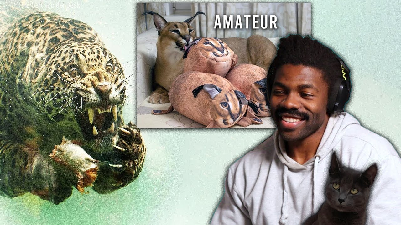 Cats are Complicated  The Chill Zone Reacts to Casual Geographic