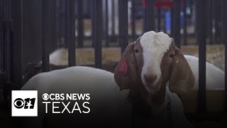 FFA students bring agriculture to the heart of Arlington