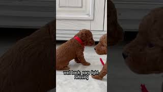 Why Your Puppy Freezes In The Hallway