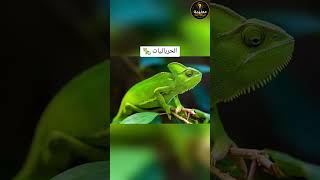 هكذا تراك قطتك والحرباء العالم كما لم تره من قبل! 🐈🦎