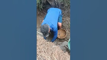 Anh út bắt cá cạn trên đồng ruộng