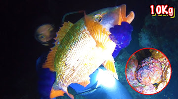 Lặn Biển Phát Hiện Con Cá Khổng Lồ 7KG Tại Núi Le | TRƯỜNG SA 10