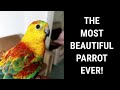 هل هذا أجمل ببغاء على الإطلاق ببغاء أحمر الردف يغني