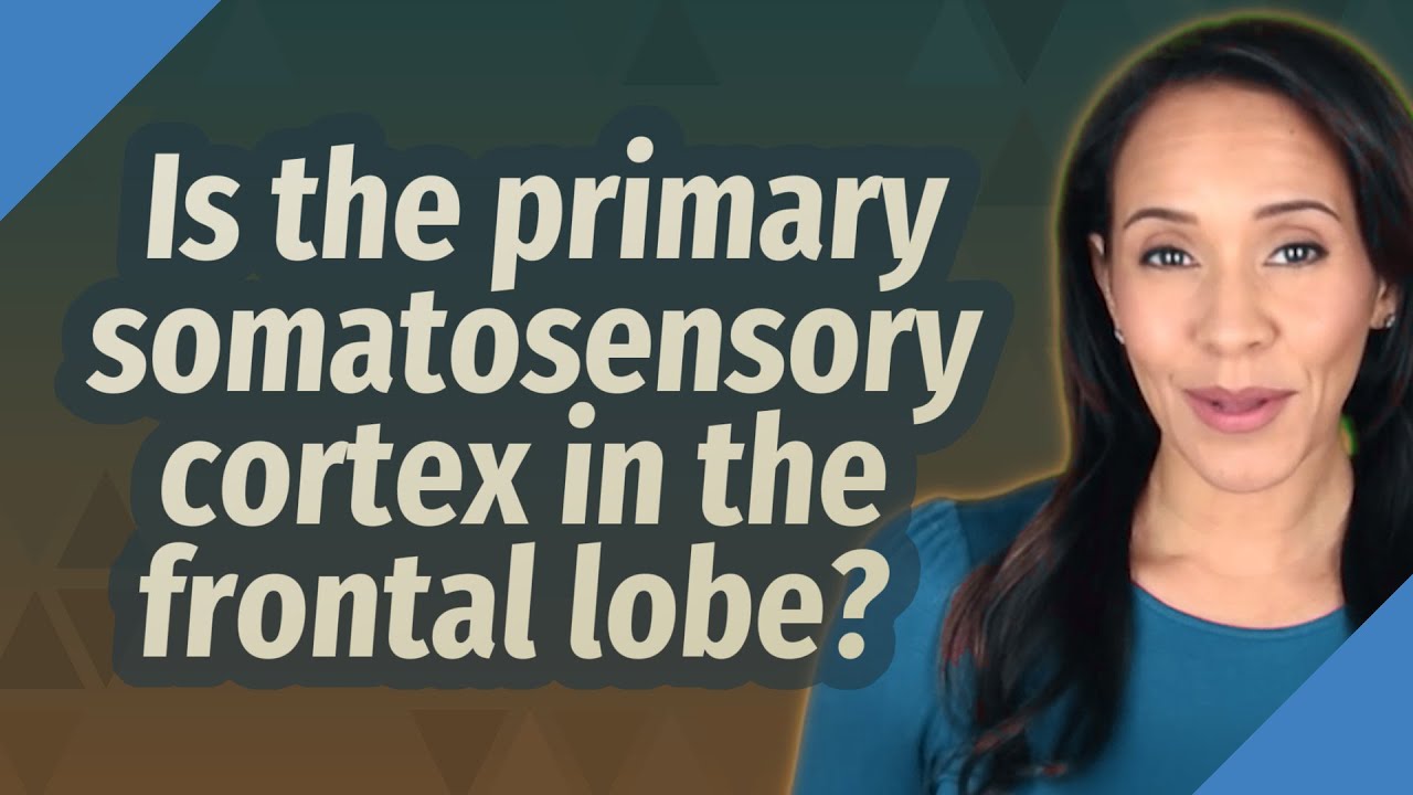 Is the primary somatosensory cortex in the frontal lobe?