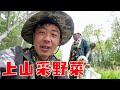 大龙种完地上山采野菜，这就是农村的山上，这些野菜你都认识吗？【东北大龙】