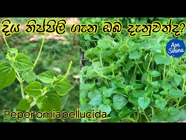 දිය තිප්පිලි ගැන ඔබ දැනුවත්ද? | Peperomia pellucida