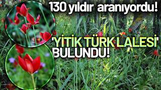 130 Yıldır Aranan Yitik Türk Lalesini Emektar Kapıcı Buldu