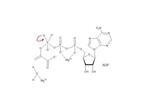 CHEM 407 - Glycolysis - 10 - Pyruvate Kinase