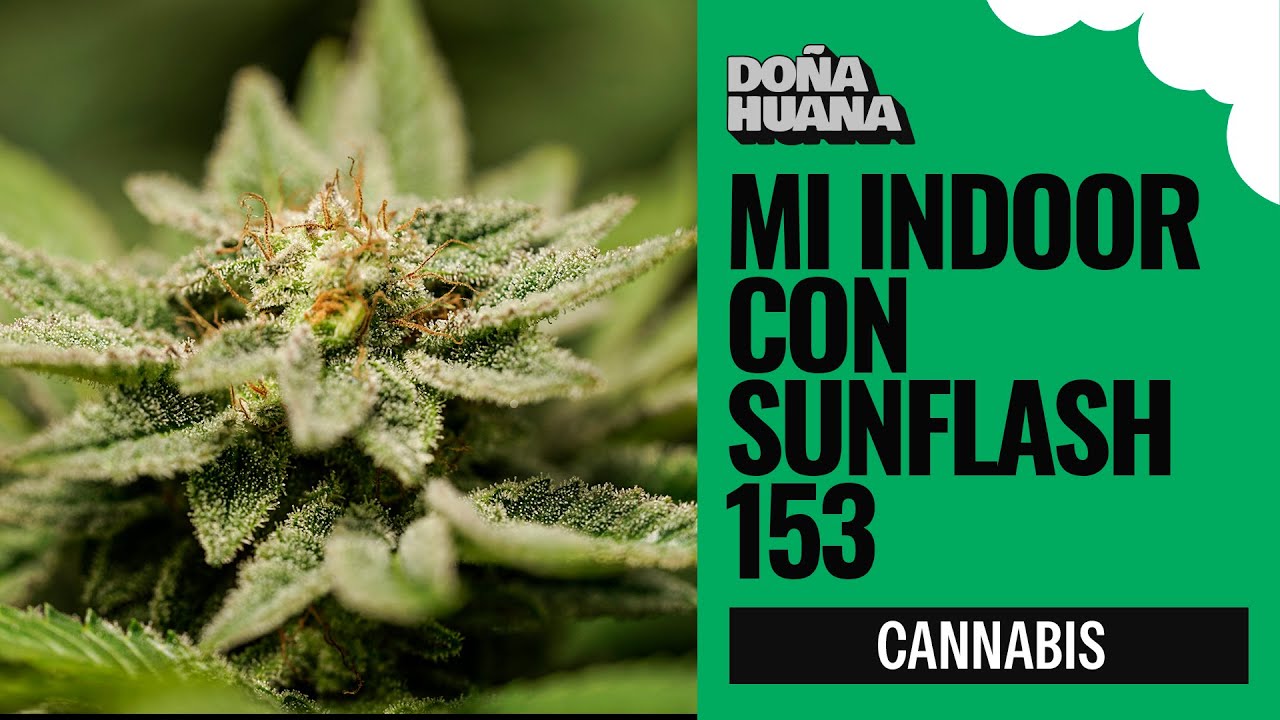 Mi primer indoor usando Mars Sunflash 153 en un 80x80