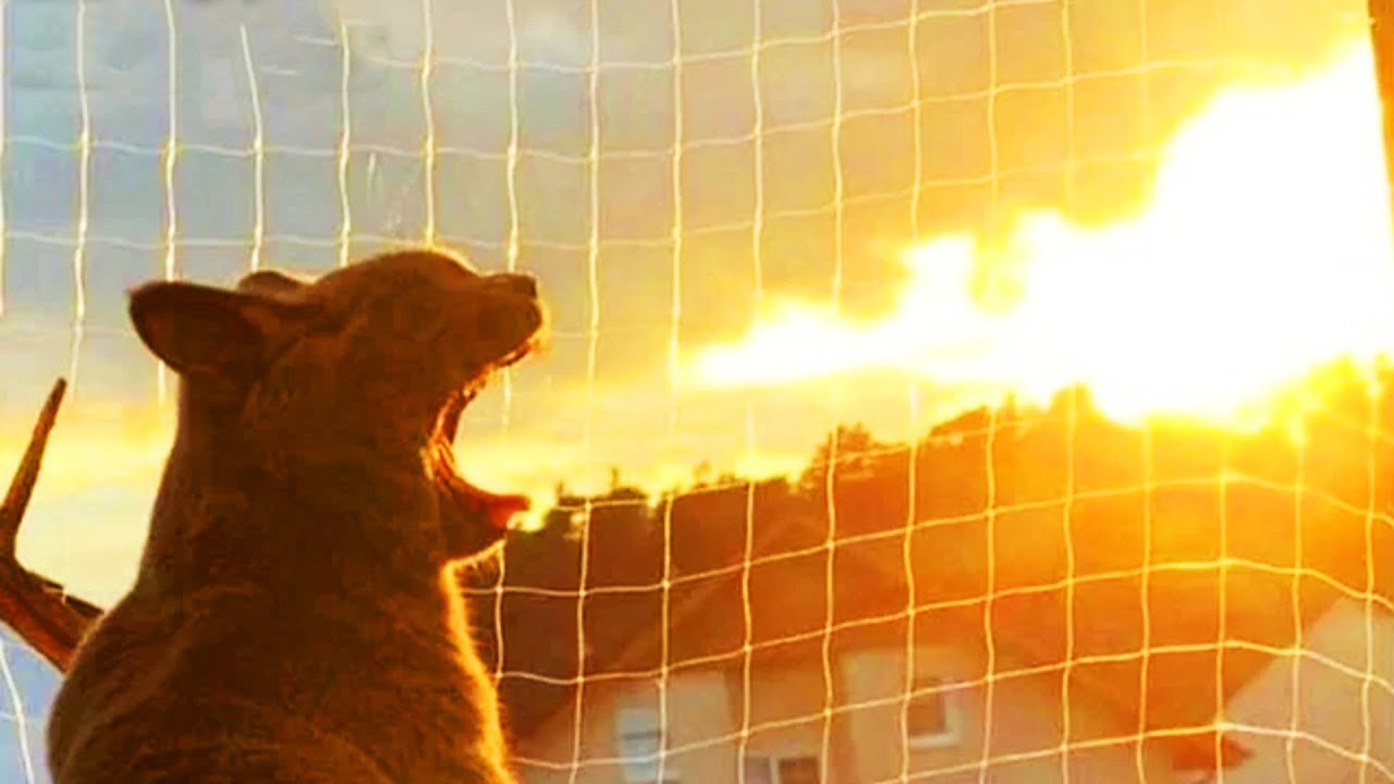 memes i found under the blanket YouTube