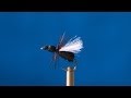 Fly Tying - Black Ant